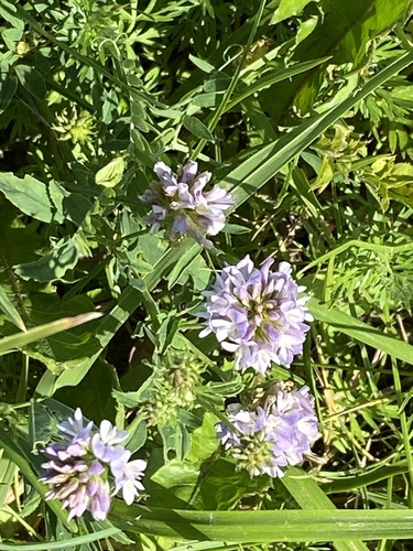 Alfalfa