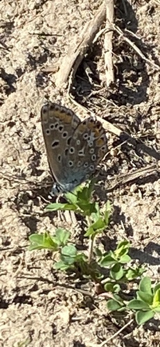 Common Blue
