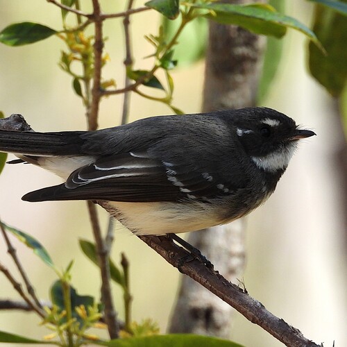 Grey Fantail