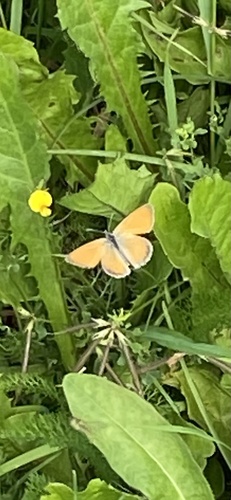 Small Heath