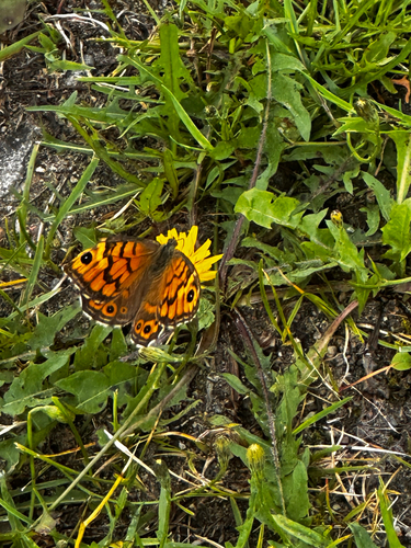 Wall Brown