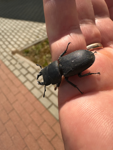 Lesser Stag Beetle