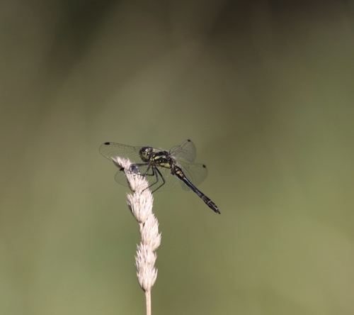 Black Meadowhawk