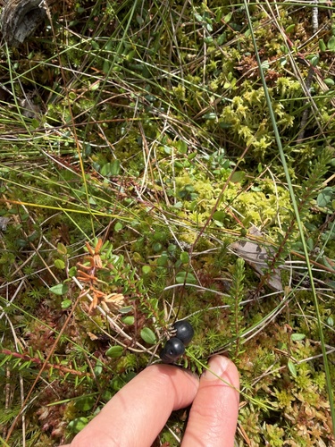 black crowberry