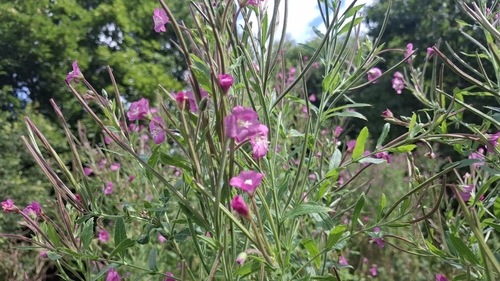 Great Willowherb