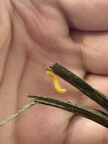 Mountain Ash Sawfly