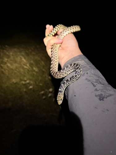 Bullsnake