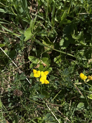 bird's-foot trefoil