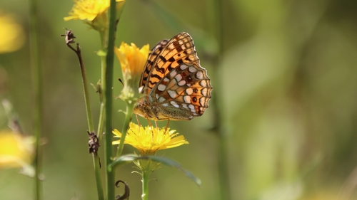 High Brown Fritillary