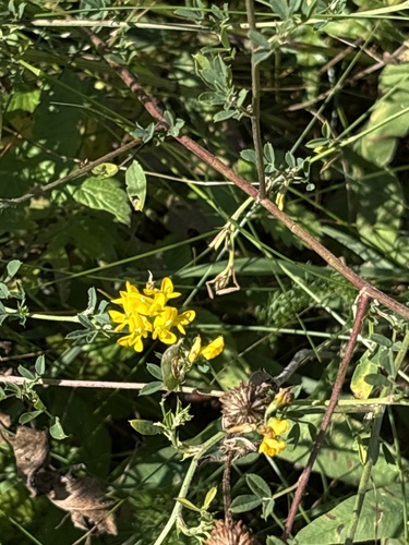 sickle alfalfa