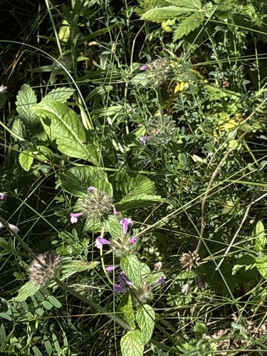 Wild Basil