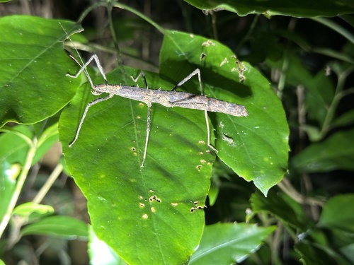 Neohirasea hongkongensis