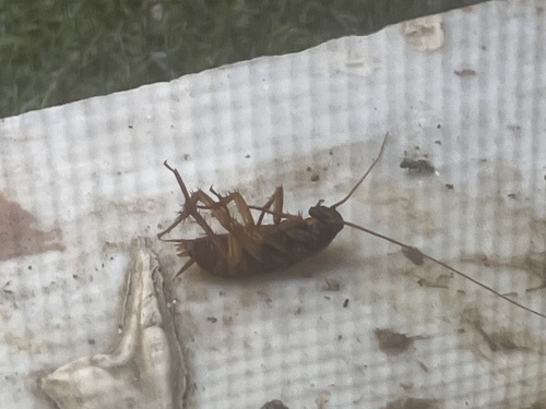 American Cockroach