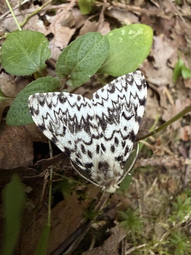 Black Arches