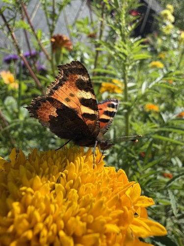 Small Tortoiseshell