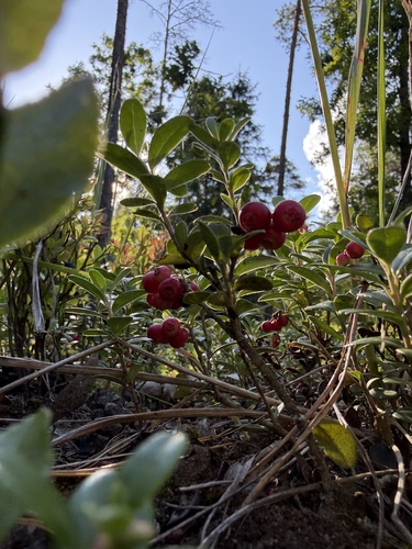 Lingonberry