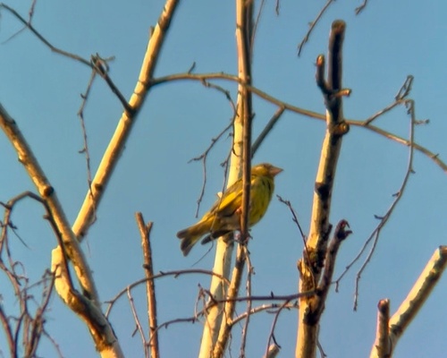 European Greenfinch