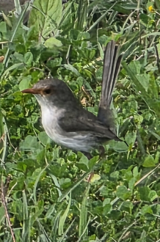 Superb Fairywren