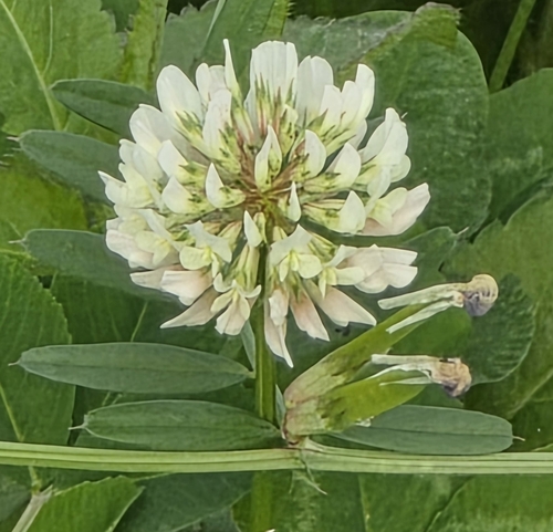 white clover