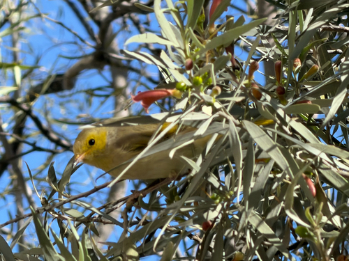 White-plumed Honeyeater