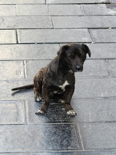 Domestic Dog