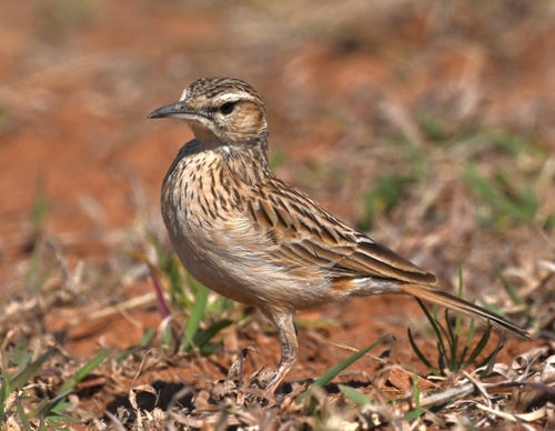 Short-clawed Lark