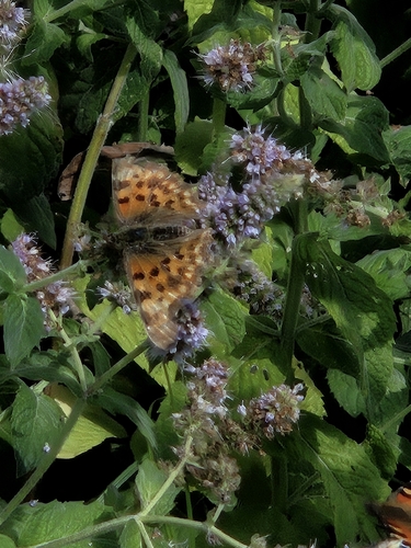 European Comma