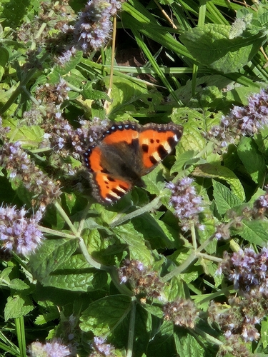 Small Tortoiseshell