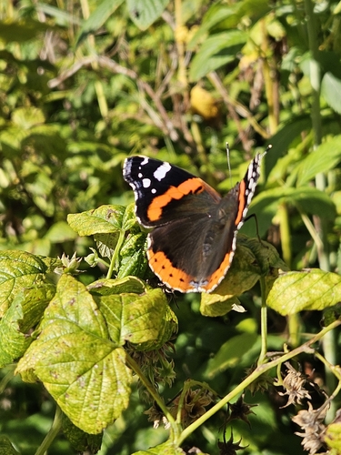 Red Admiral