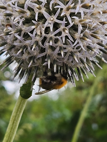 Common Carder Bumble Bee