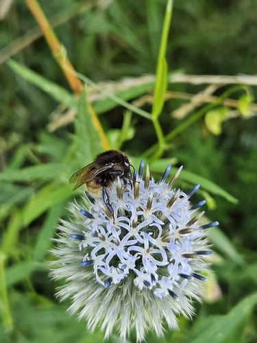 Brown-banded Carder-Bumble bee