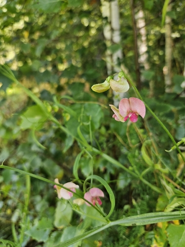 Narrow-leaved Everlasting-pea