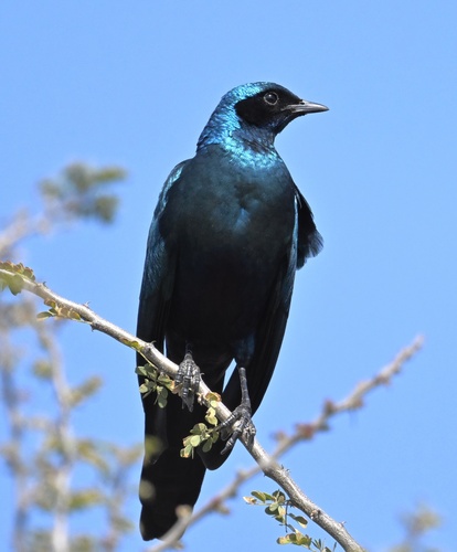 Burchell's Starling