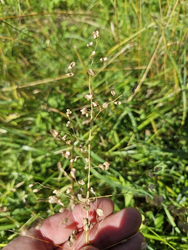 Quaking-grass