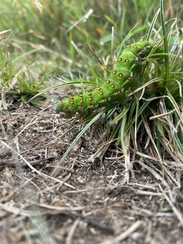 Small Emperor Moth