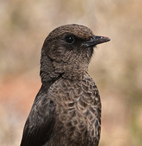 Southern Anteater-Chat