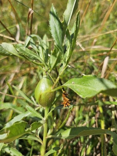 Thistle Stem Gall Fly