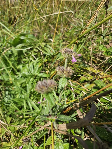 Wild Basil