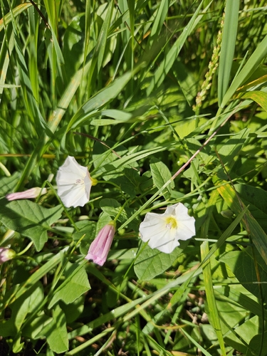 field bindweed
