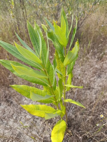 common milkweed