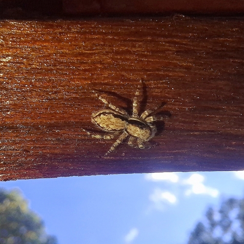 Gray Wall Jumping Spider