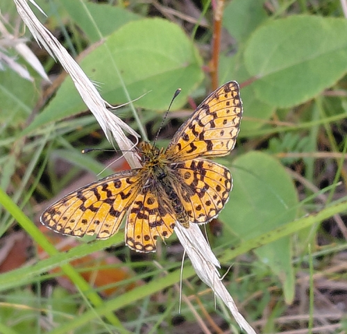 Eurasian Silver-bordered Fritillary