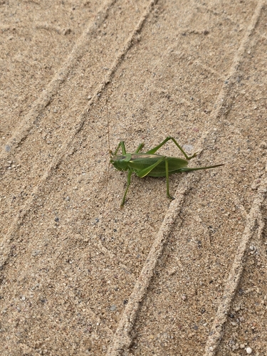 Upland Green Bush-cricket