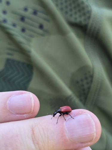Hazel leaf-roller weevil