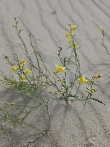 Linaria loeselii