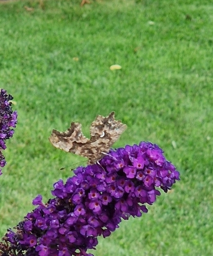 European Comma