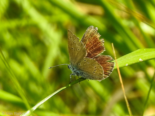 Mazarine Blue