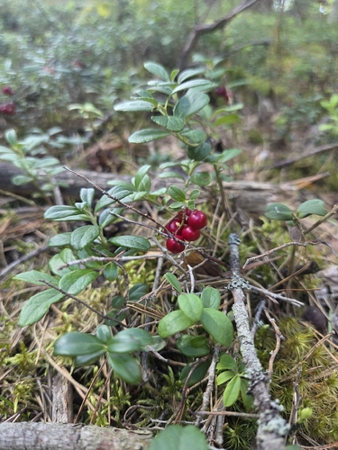 Lingonberry