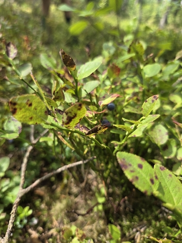 common bilberry
