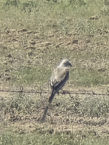 Scissor-tailed Flycatcher